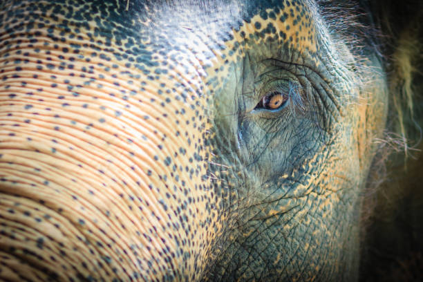 istock Close up head with sad eye of albino elephant chained. 903079782