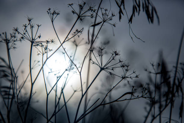 istock flowers in semitones 903080298