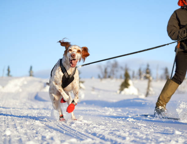 setter inglese che corre nella neve, oppland county norway - winter snowshoeing running snowshoe foto e immagini stock