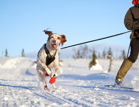 Young Setter running on a leash while the owner is skiing in the Norwegian mountains