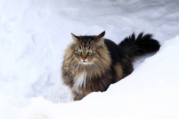 istock A pretty brown-black Norwegian Forest Cat sits curiously in the snow 903088126