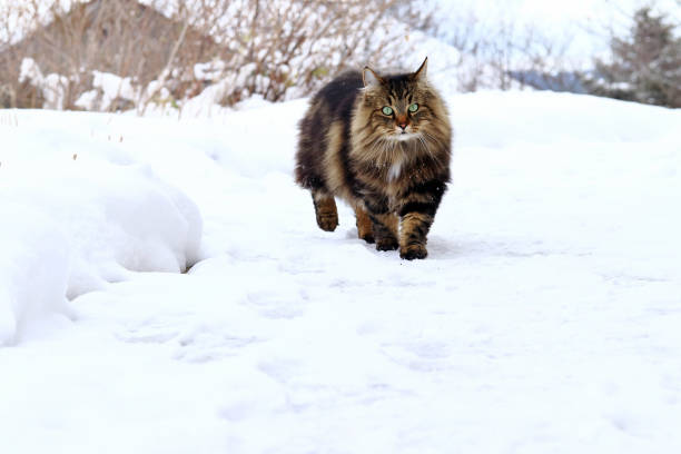 istock A beautiful brown-black Norwegian Forest Cat walks through the snow 903088626