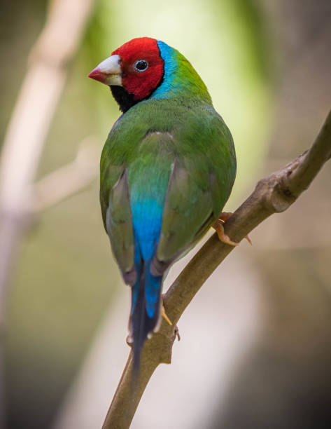 istock Gouldian Finch Perched on a Tree Branch 903088834