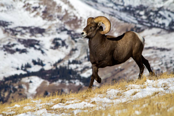 istock Big horn sheep jaunting down a wintry alpine mountainside 903088956