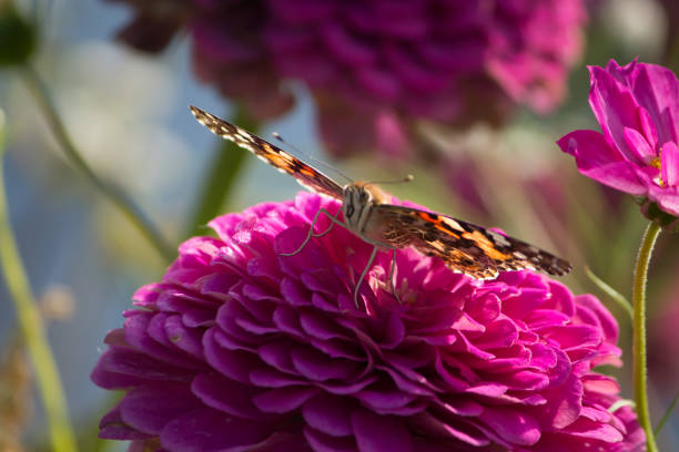 istock Migrating Painted Lady butterfly pollinating a pink flower 903089324
