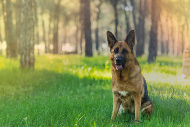 istock German shepherd dog sitting in forest 903092112