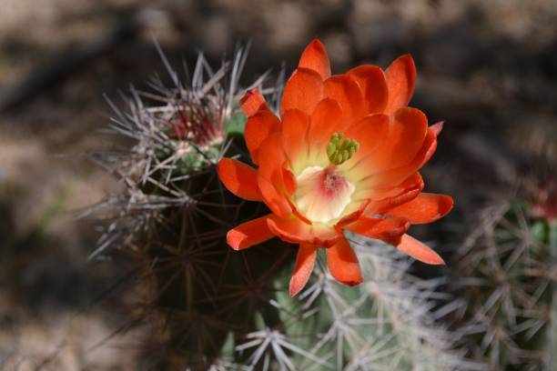 istock Vivid Orange Cactus Flower 903094044