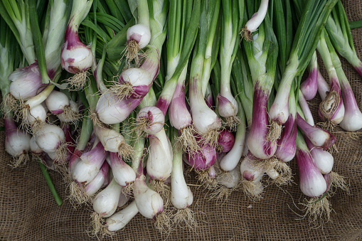 Fresh and beautiful Indian scallion with vibrant colors