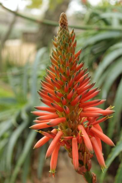 istock Aloe arborescens plant in the garden 903100652