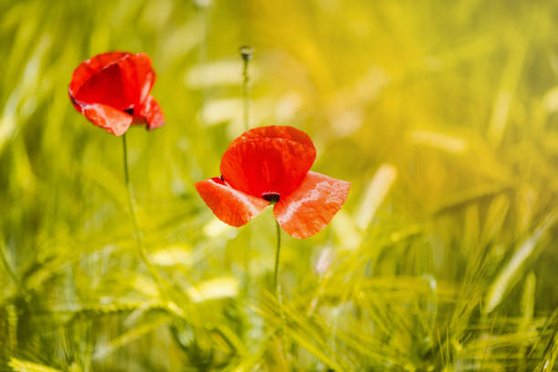 istock Abstract image of poppy in wheat crop field 903100796