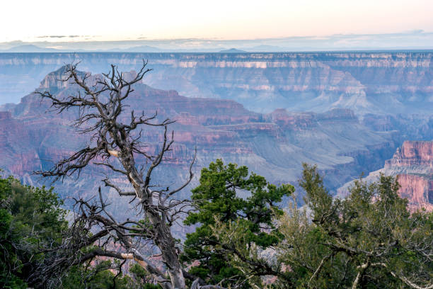 istock Grand Canyon, north rim 903101090