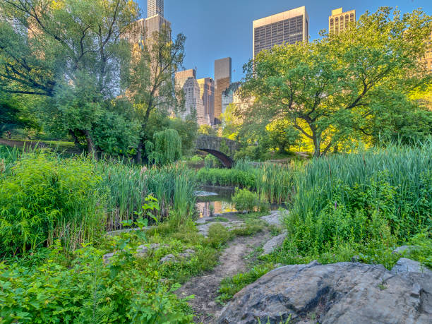 istock Gapstow bridge Central Park, New York City 903103338
