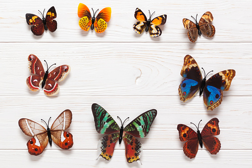 Colored butterflies on wooden white background. Flat lay. Copy space.