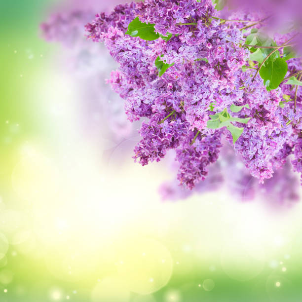 istock Bush of Lilac 903108720