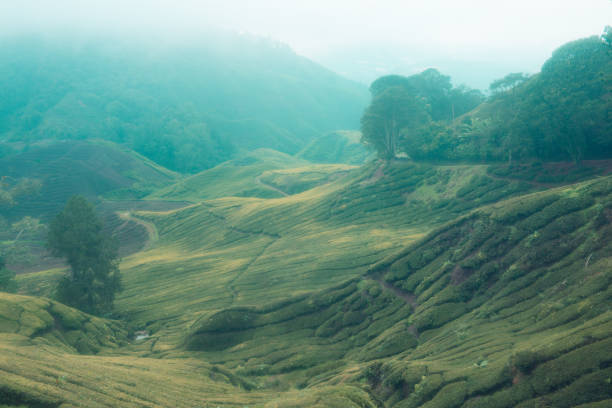 istock View of tea plantations 903112138