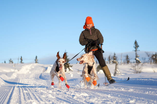 english setter laufen im schnee, county norwegen oppland - ski winter women skiing stock-fotos und bilder