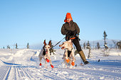English Setters running in the snow, Oppland County Norway