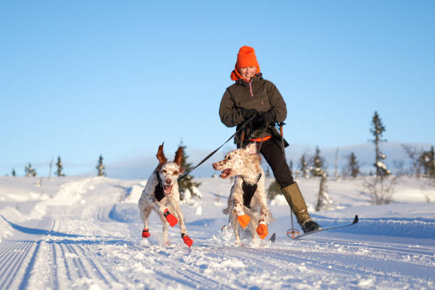 english setters running in the snow, oppland county norway - skiing winter women snow imagens e fotografias de stock