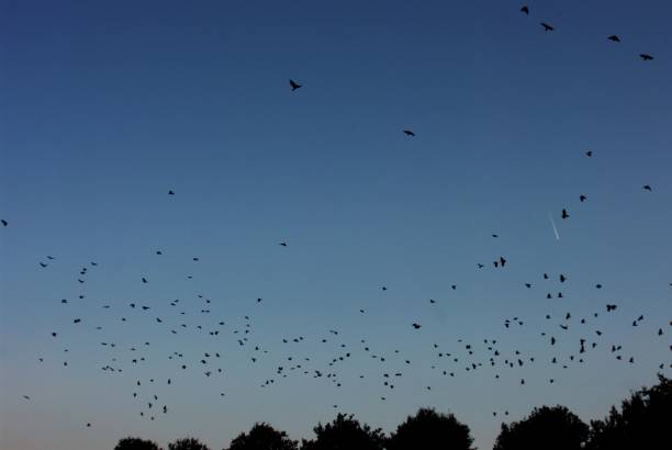 istock Group of crows in the evening sky 903119358