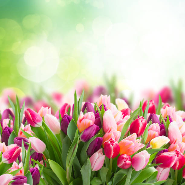 istock bunch of pink tulips 903124008