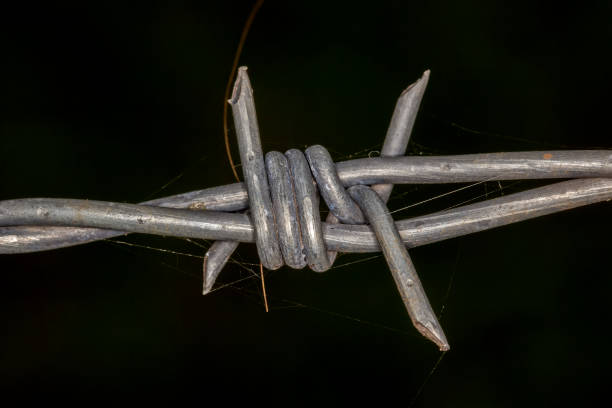istock Close up old wire barbed node on black background - Macro old wire barbed 903127132