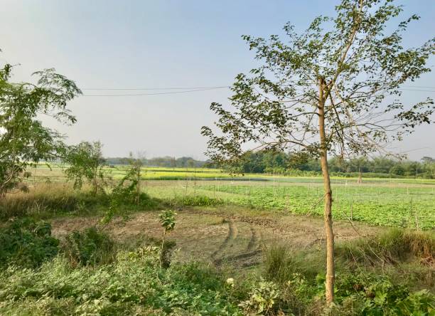 istock Agricultural farming 903127290