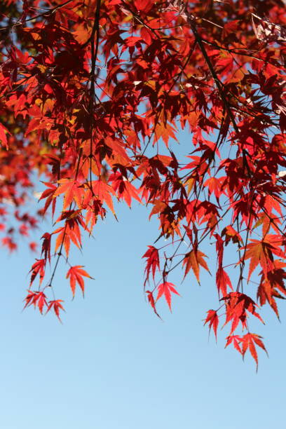 istock Autumn red maples, South Korea 903131170