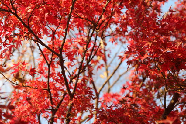 istock Autumn red maples, South Korea 903131228