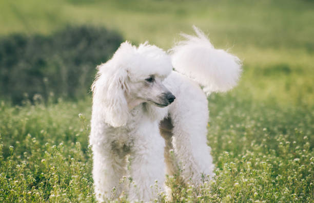 White poodle dog on green grass outside in nature