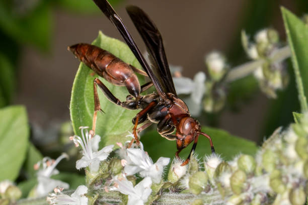 istock Wasp on basil flower extreme close up - Wasp on basil flower macro 903134210