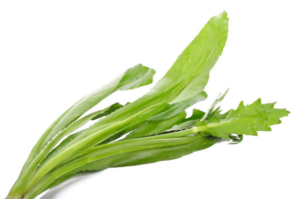 istock Eryngium foetidum On a white background 903139706