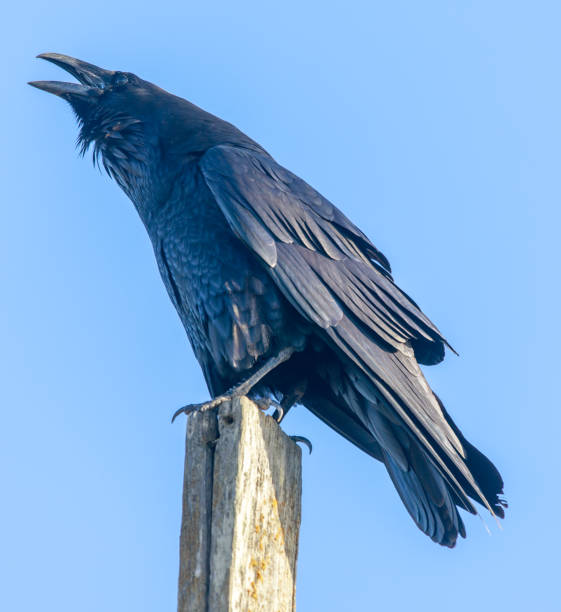 Common Raven (Corvus corax) perched on a pole and croaking Point Bonita, Marin County, California, USA. raven corvus corax bird squawking stock pictures, royalty-free photos & images