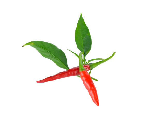 istock Bird chili isolated on the white background 903146630