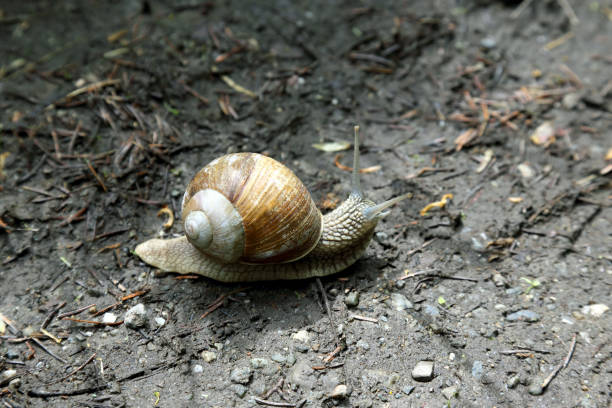 istock snail crawling on the wet road 903149508