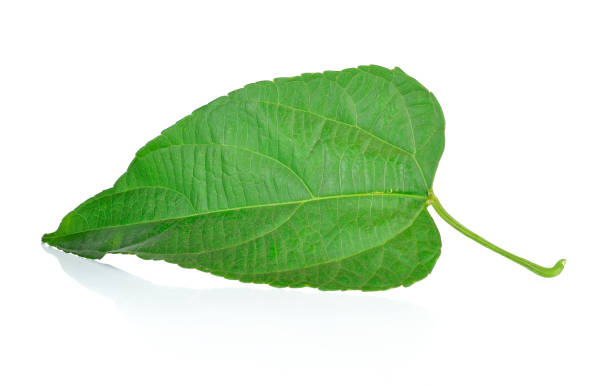 istock Inca star leaves on a white background 903150062