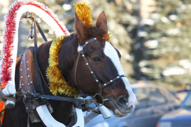 istock horse in harness with Christmas decoration 903153960