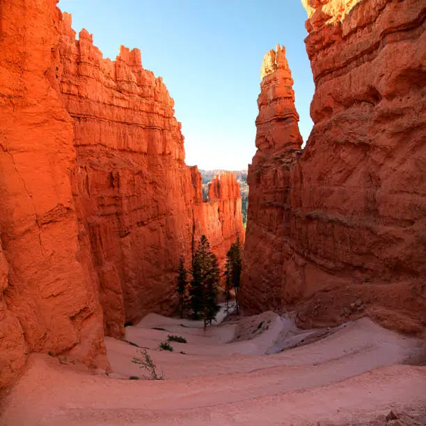 Navajo Trail switchbacks at sunrise in Bryce Canyon National Park surrounded by hoodoos