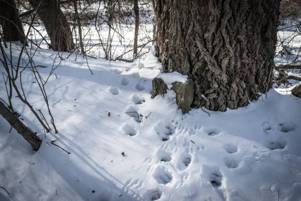 동물의 지문이 눈에 - snow footprint winter animal track 뉴스 사진 이미지