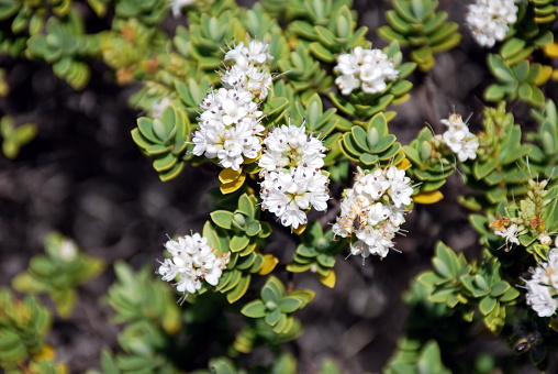 Hebe Masoniae (a subspecies of Hebe Pauciramosa from the in the Plantaginaceae family) in bloom. This Hebe is endemic from the alpine regions  of the North West Nelson & Tasman District in the of the South Island of New Zealand. This is a dwarf species of the Hebe Bush.