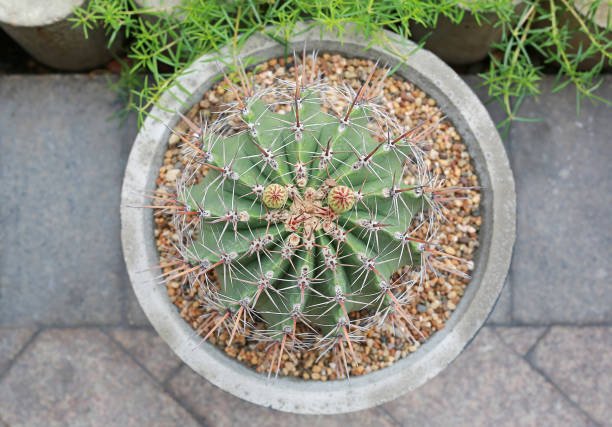 Top view Cactus in a pot at the garden.