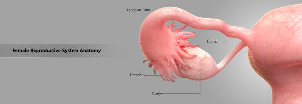 istock Female Reproductive System with Labels Anatomy 903161490