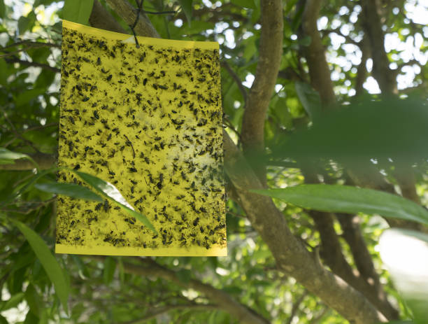 istock Insect trap on a tree in park on Cyprus 903165120