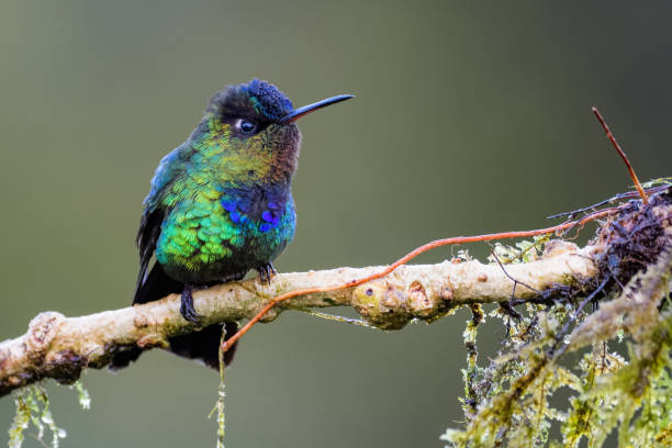 istock Fiery-throated hummingbird 903168264