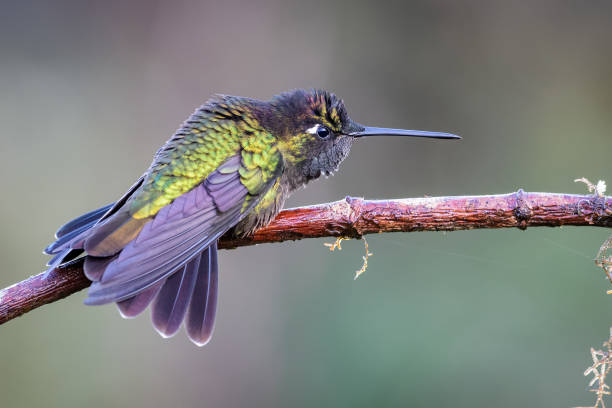 Panterpe Insignis Fotos Stock Photos e Imagens iStock