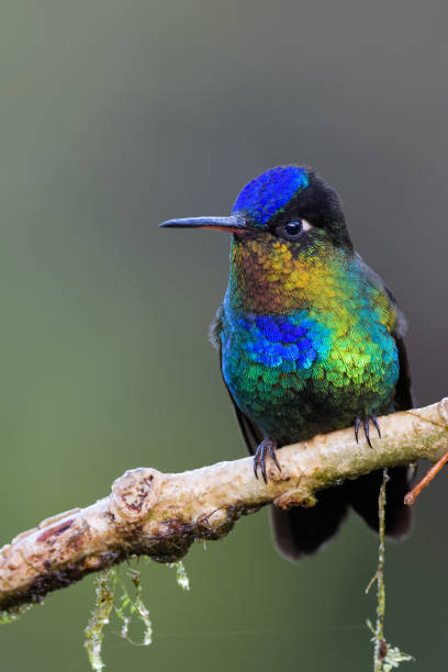 istock Fiery-throated hummingbird 903168336