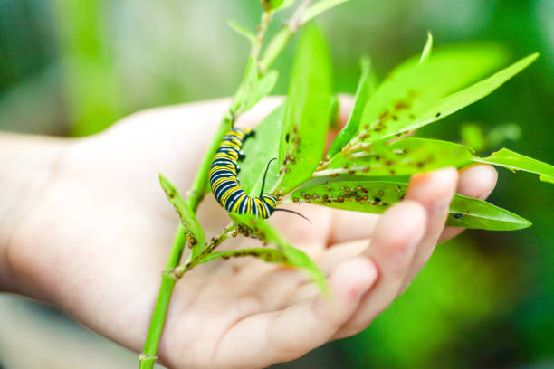 istock Monarch Butterfly Caterpillar and Kid 903168358