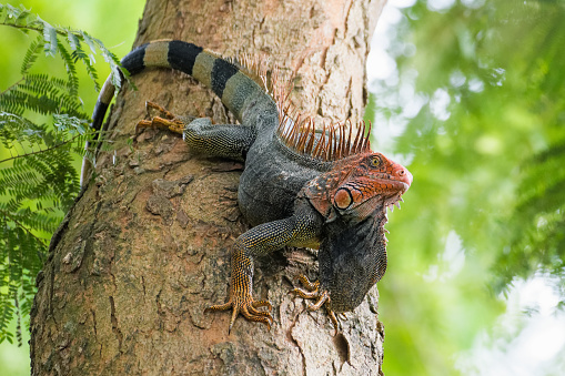 Green iguana with a red face on a tree in Jaco, Costa Rica