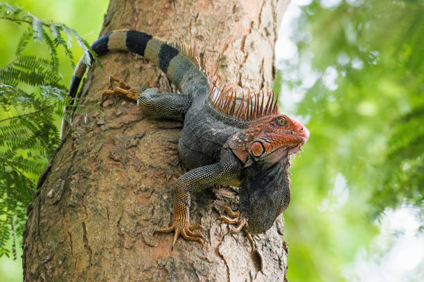 Green iguana Green iguana with a red face on a tree in Jaco, Costa Rica green iguana in tropical rainforest of costa rica stock pictures, royalty-free photos & images