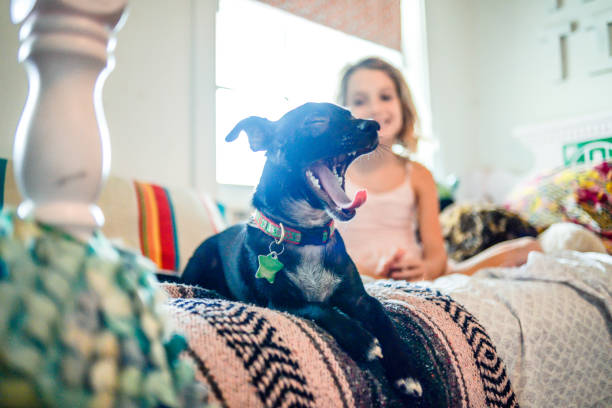 hogar con perro - chihuahua dog pets yawning fotografías e imágenes de stock