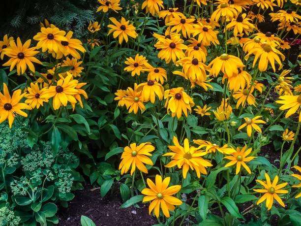 istock black eyed susan flowers 903176172